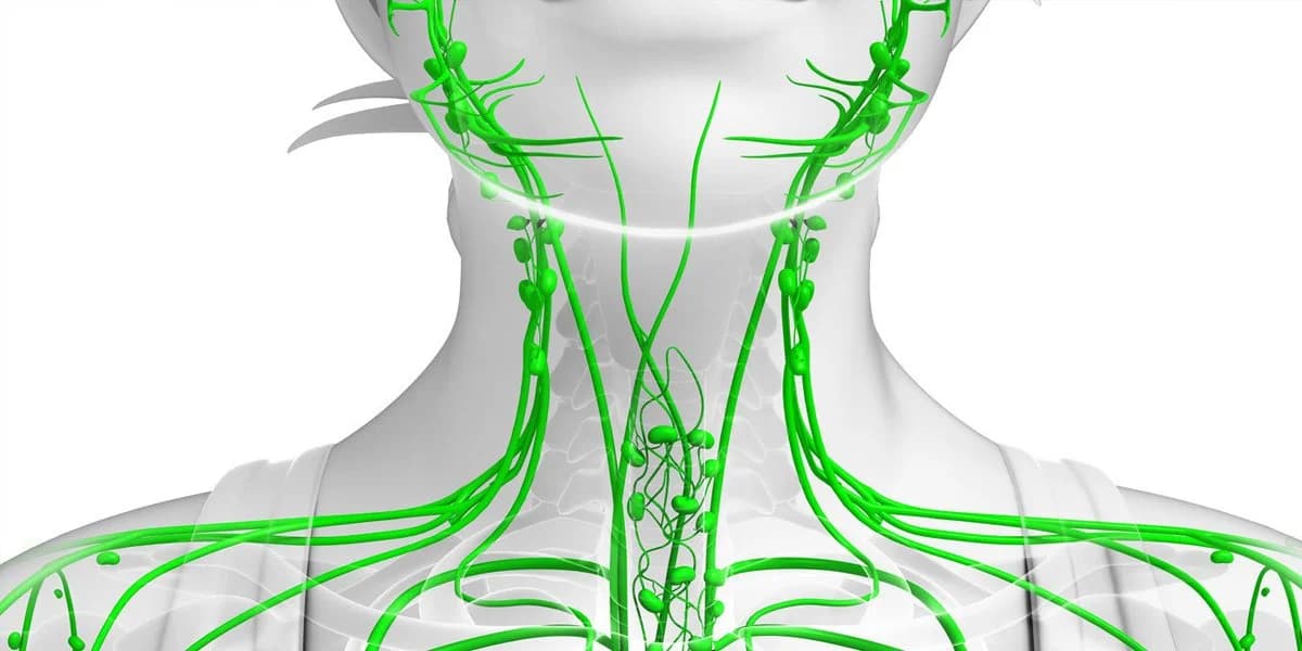 Why Your Lymphatic System Might Be the Key to Feeling Better